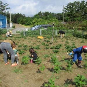 保護中: 6月20日　早朝作業　ありがとうございました
