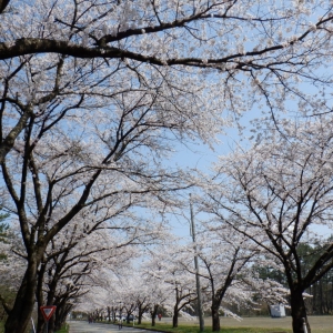 保護中: エプソンの桜並木を見に行ってきました！