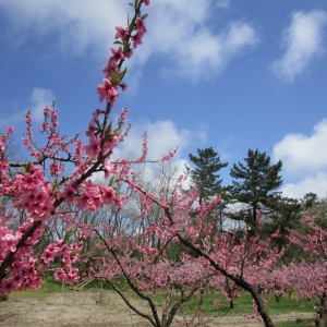 保護中: ぐんぐん組 桃の花見に行ってきました。