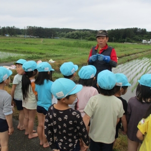 保護中: ぐんぐん組　田植え体験をしました。