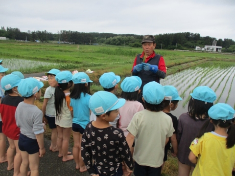 保護中: ぐんぐん組 田植え体験をしました。